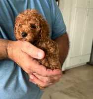 Jeanie, a female Poodle - Toy  for sale in Miami, FL – 2 of 3