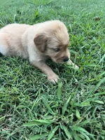 Martha, a female Golden Retriever for sale in Jasper, TN – 3 of 5