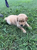 Martha, a female Golden Retriever for sale in Jasper, TN – 2 of 5