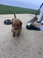 Noah, a female Golden Retriever for sale in Jasper, TN – 4 of 6