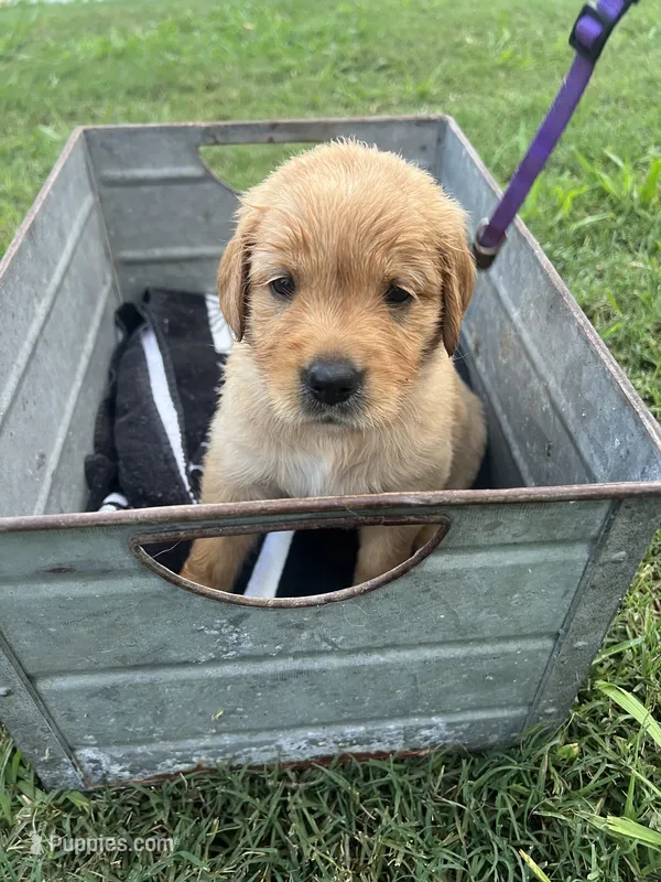 Martha – Golden Retriever puppy for sale in Jasper, TN