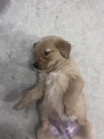 Noah, a female Golden Retriever for sale in Jasper, TN – 3 of 6
