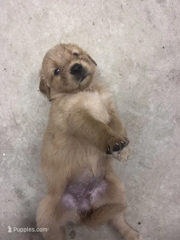 Noah – Golden Retriever puppy for sale in Jasper, TN