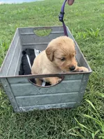 Martha, a female Golden Retriever for sale in Jasper, TN – 5 of 5