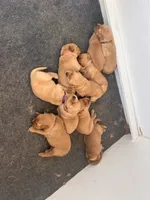 Noah, a female Golden Retriever for sale in Jasper, TN – 5 of 6