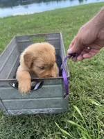 Martha, a female Golden Retriever for sale in Jasper, TN – 4 of 5