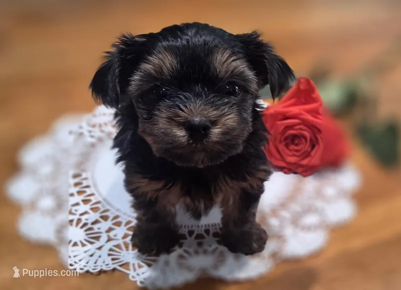 Orange Rose – Yorkshire Terrier puppy for sale in Winter Springs, FL