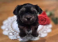 Orange Rose, a female Yorkshire Terrier for sale in Winter Springs, FL – 1 of 1