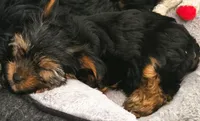 Red Rose, a female Yorkshire Terrier for sale in Winter Springs, FL – 2 of 3