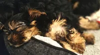 Red Rose, a female Yorkshire Terrier for sale in Winter Springs, FL – 3 of 3