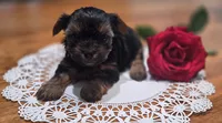 Red Rose, a female Yorkshire Terrier for sale in Winter Springs, FL – 1 of 3