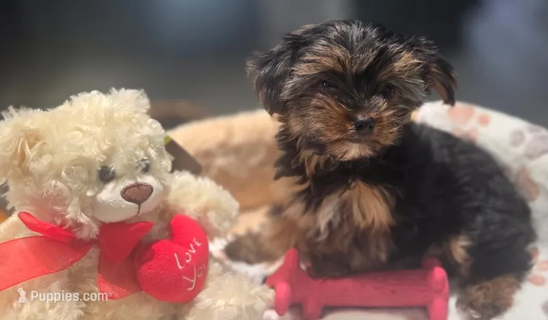 Yellow Rose – Yorkshire Terrier puppy for sale in Winter Springs, FL