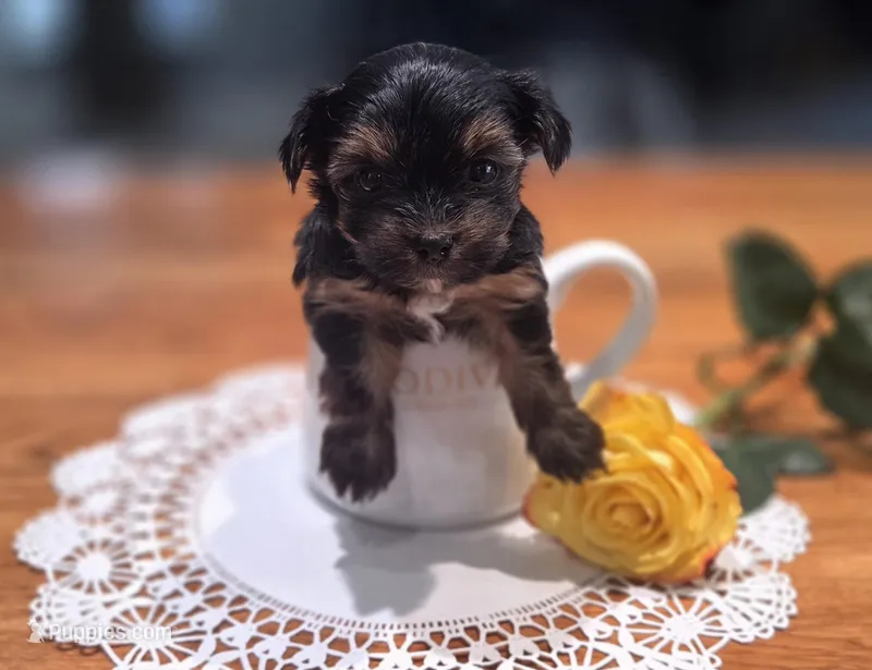 Yellow Rose – Yorkshire Terrier puppy for sale in Winter Springs, FL