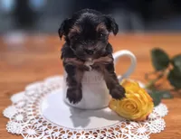 Yellow Rose, a female Yorkshire Terrier for sale in Winter Springs, FL – 1 of 2