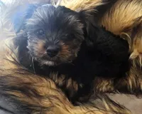 Yellow Rose, a female Yorkshire Terrier for sale in Winter Springs, FL – 2 of 2