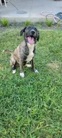 Sammy, a female Plott for sale in Dallas, TX – 2 of 5