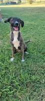 Sammy, a female Plott for sale in Dallas, TX – 3 of 5