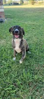 Sammy, a female Plott for sale in Dallas, TX – 4 of 5