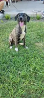 Sammy, a female Plott for sale in Dallas, TX – 5 of 5