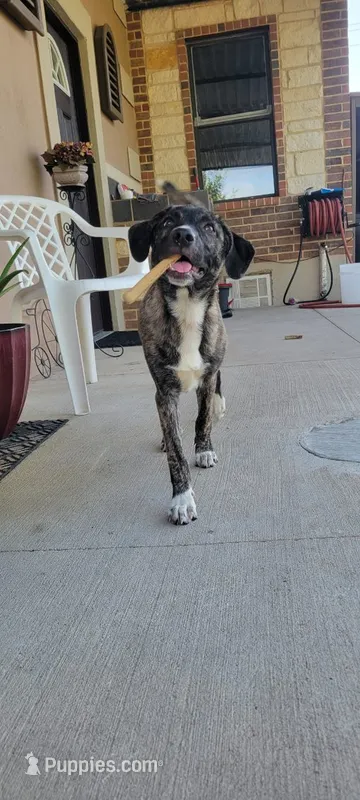 Sammy – Plott puppy for sale in Dallas, TX