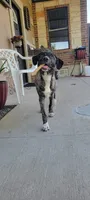 Sammy, a female Plott for sale in Dallas, TX – 1 of 5