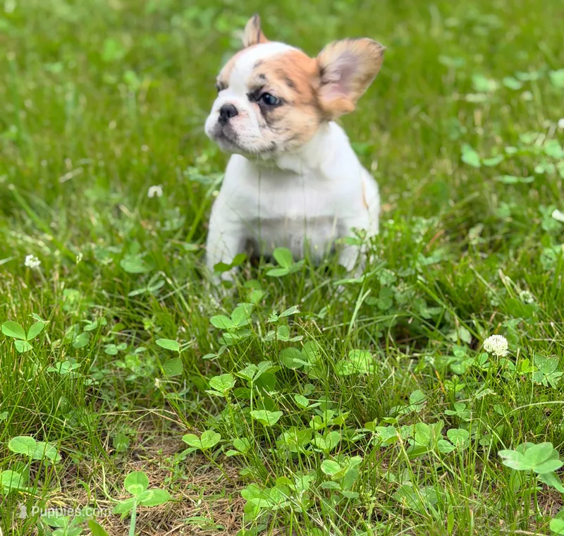 Missy – French Bulldog puppy for sale in Rolla, MO