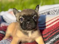 Sarah , a female French Bulldog for sale in Rolla, MO – 3 of 6