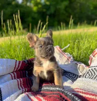 Max , a male French Bulldog for sale in Rolla, MO – 5 of 5