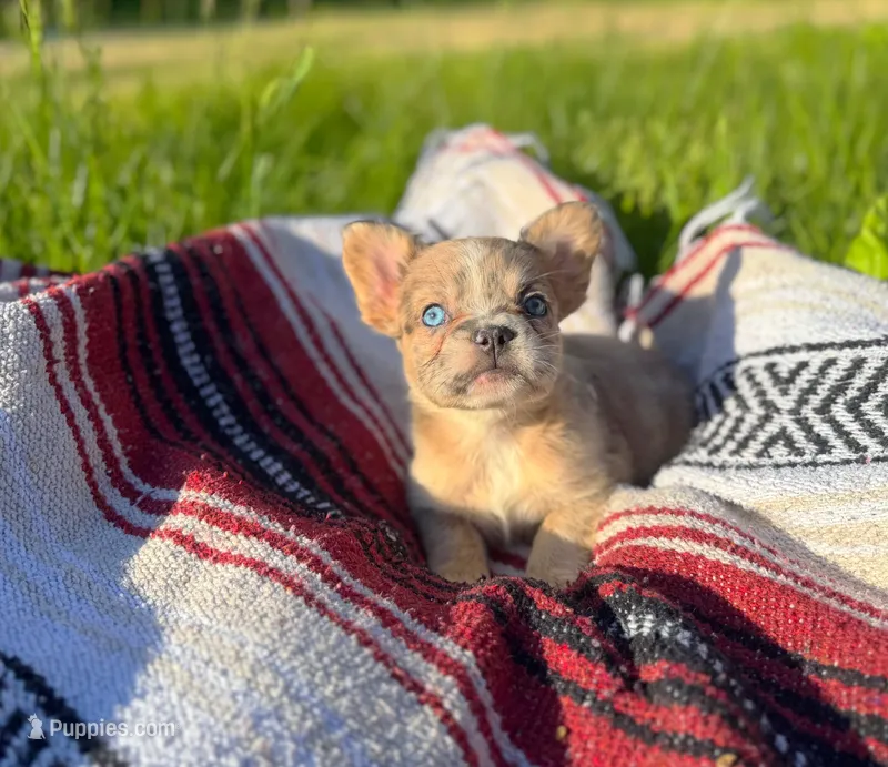 Walter – French Bulldog puppy for sale in Rolla, MO