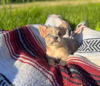 Walter, a male French Bulldog for sale in Rolla, MO – 1 of 5