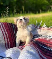 Missy, a female French Bulldog for sale in Rolla, MO – 6 of 6