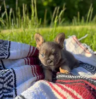 Max , a male French Bulldog for sale in Rolla, MO – 2 of 5