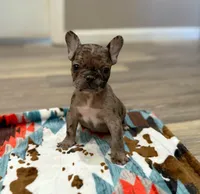 Tucker, a male French Bulldog for sale in Rolla, MO – Photo 1 of 6