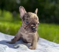 Tucker, a male French Bulldog for sale in Rolla, MO – Photo 2 of 6