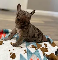 Tucker, a male French Bulldog for sale in Rolla, MO – Photo 6 of 6