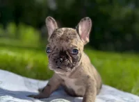 Tucker, a male French Bulldog for sale in Rolla, MO – Photo 3 of 6