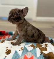 Tucker, a male French Bulldog for sale in Rolla, MO – Photo 5 of 6