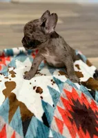 Tucker, a male French Bulldog for sale in Rolla, MO – Photo 4 of 6