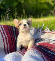 Missy, a female French Bulldog for sale in Rolla, MO – 2 of 6