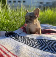 Tucker , a male French Bulldog for sale in Rolla, MO – 5 of 6