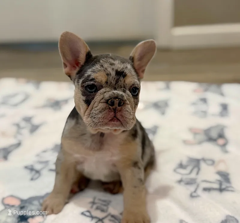 Stella, a female French Bulldog for sale in Rolla, MO – Photo 1 of 9