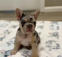 Stella, a female French Bulldog for sale in Rolla, MO – Photo 1 of 9