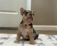 Stella, a female French Bulldog for sale in Rolla, MO – Photo 4 of 9