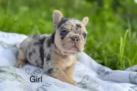 Stella, a female French Bulldog for sale in Rolla, MO – Photo 8 of 9