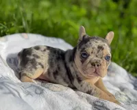 Stella, a female French Bulldog for sale in Rolla, MO – Photo 6 of 9