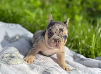 Stella, a female French Bulldog for sale in Rolla, MO – Photo 5 of 9