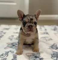 Stella, a female French Bulldog for sale in Rolla, MO – Photo 2 of 9