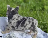 Stella, a female French Bulldog for sale in Rolla, MO – Photo 7 of 9