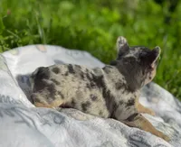 Stella, a female French Bulldog for sale in Rolla, MO – Photo 9 of 9