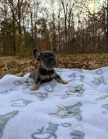 Jasper, a male French Bulldog for sale in Rolla, MO – Photo 1 of 9